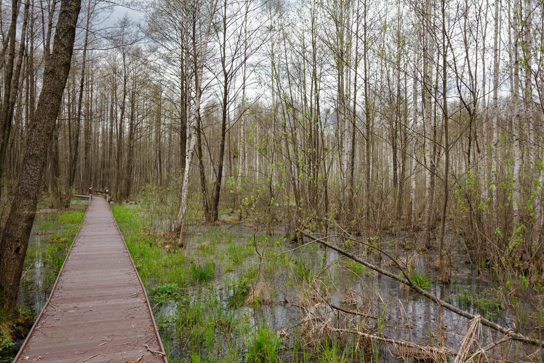 Mieszkańcy Bielska Podlaskiego sadzą drzewa w ramach akcji ekologicznej z okazji Dnia Ziemi